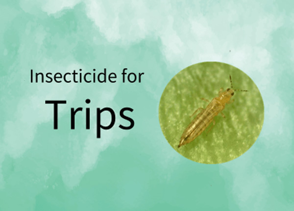 Pesticide for Whitefly : The Ultimate Guide to Whitefly Control