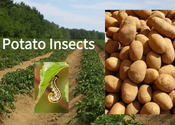 Insecticide for Thrips: The Ultimate Guide for Thrips Control