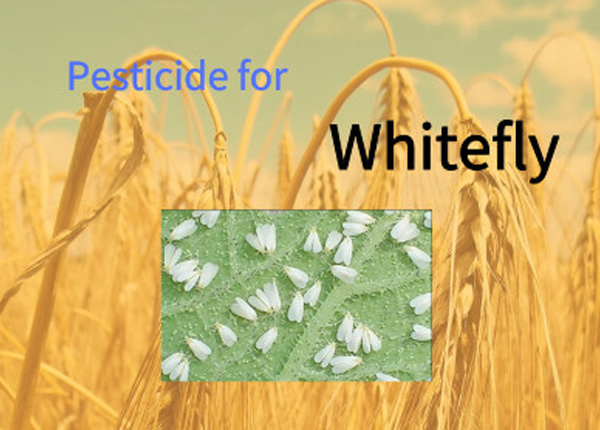 Potato Fungal Diseases