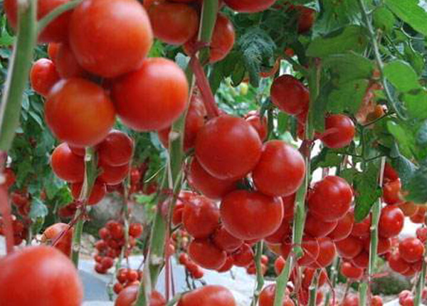 Insecticide for Potato Insects