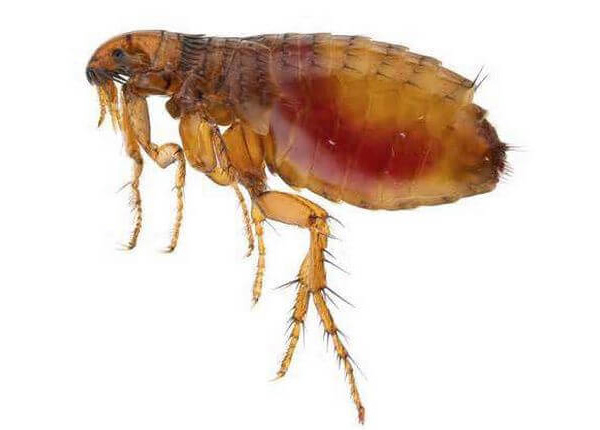 Insecticide for fleas
